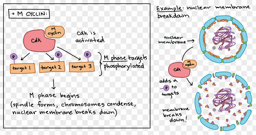 Binocular Vector Maturation Promoting Factor Cell Cycle Mitosis Cyclin-dependent Kinase PNG