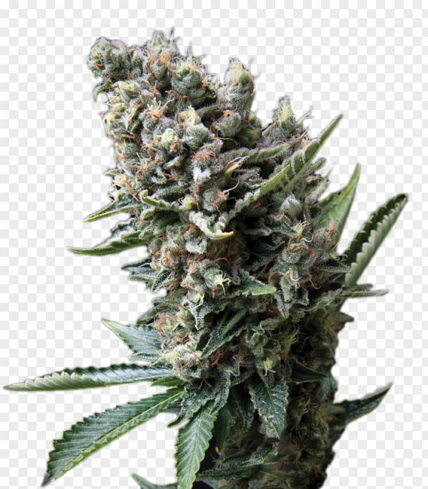Cannabis Sativa Seed White Widow Skunk PNG