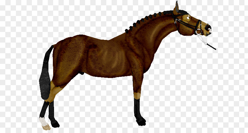 Mustang Rein Stallion Mane Mare PNG