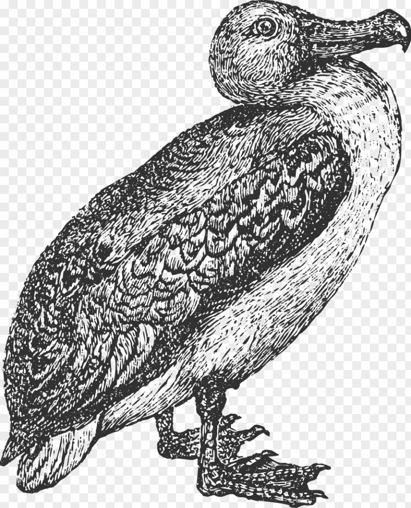 Owl Bird Albatross Beak Feather PNG