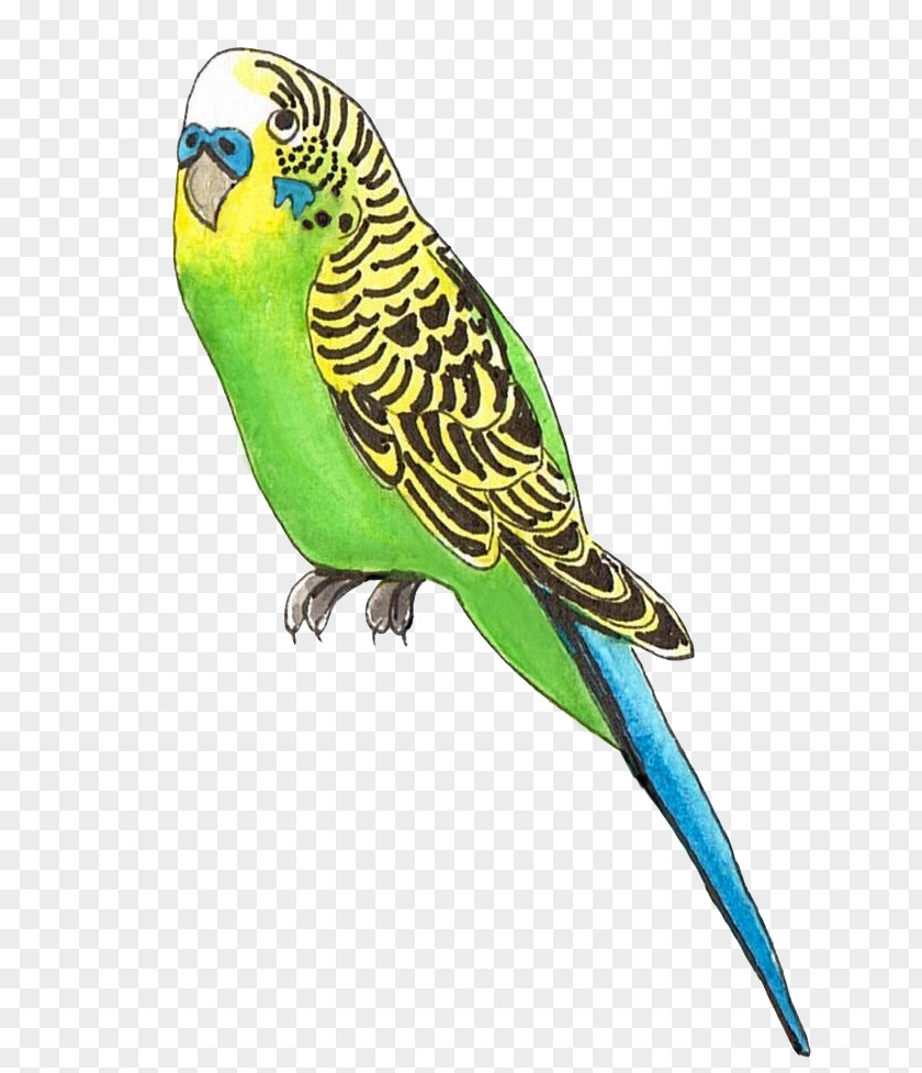 Bird Budgerigar Lovebird Parakeet Parrot PNG