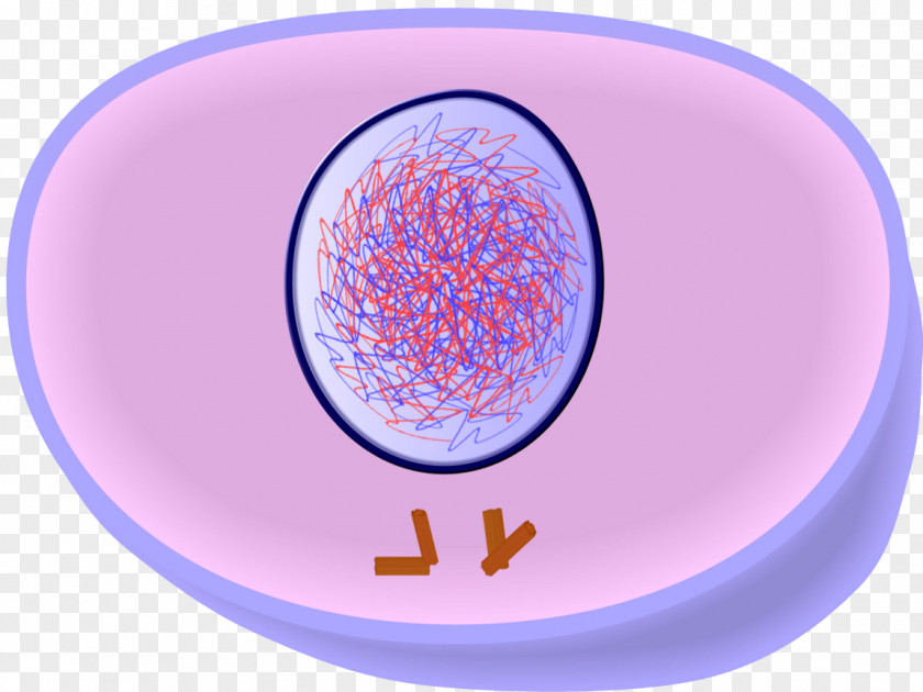 Cell Division Mitosis And Meiosis Interphase PNG