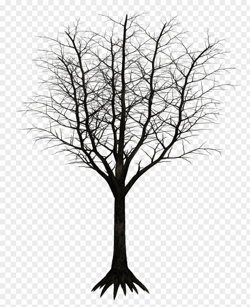 Dark Tree Branch Woody Plant Twig PNG