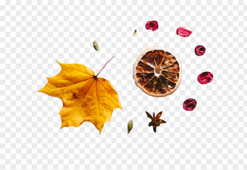 Leaf Maple / M Computer Science PNG