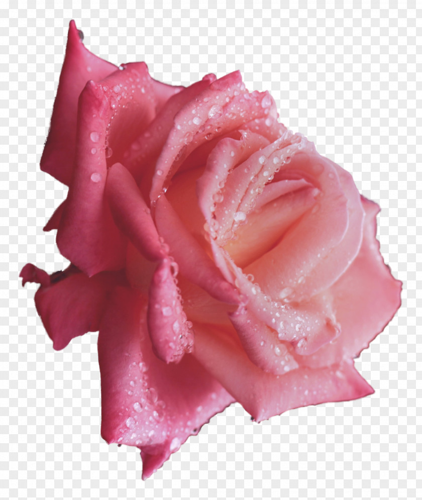 Line Drawing Floral Flower Pattern Material Rose Dew Drop Wallpaper PNG
