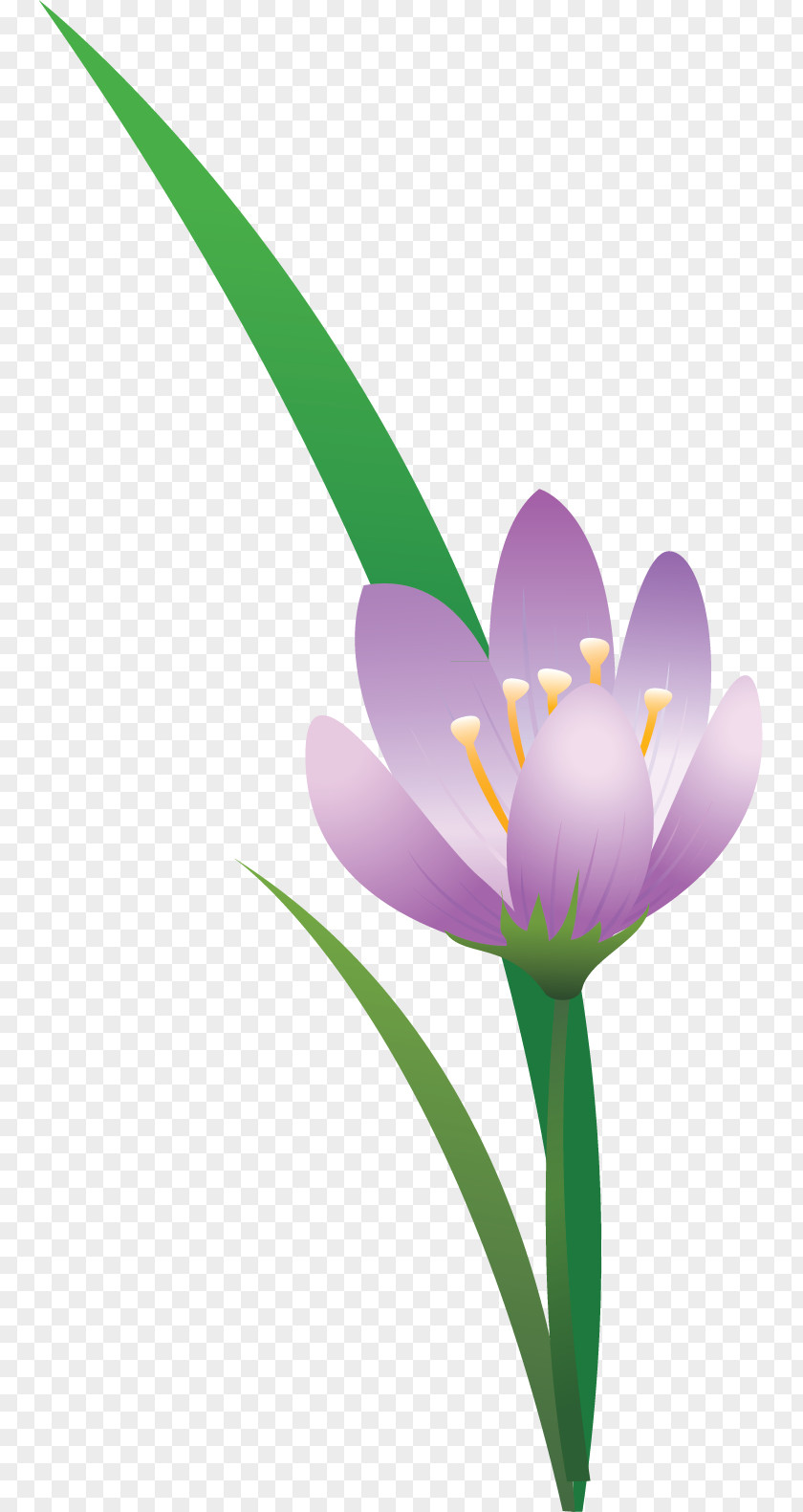 Crocus Flowering Plant Lilac Violet Purple Lavender PNG