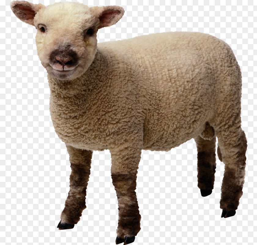 Oveja Sheep Desktop Wallpaper Clip Art PNG