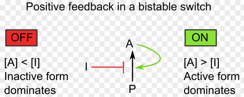 Positive Feedback Biology Negative Bistability PNG