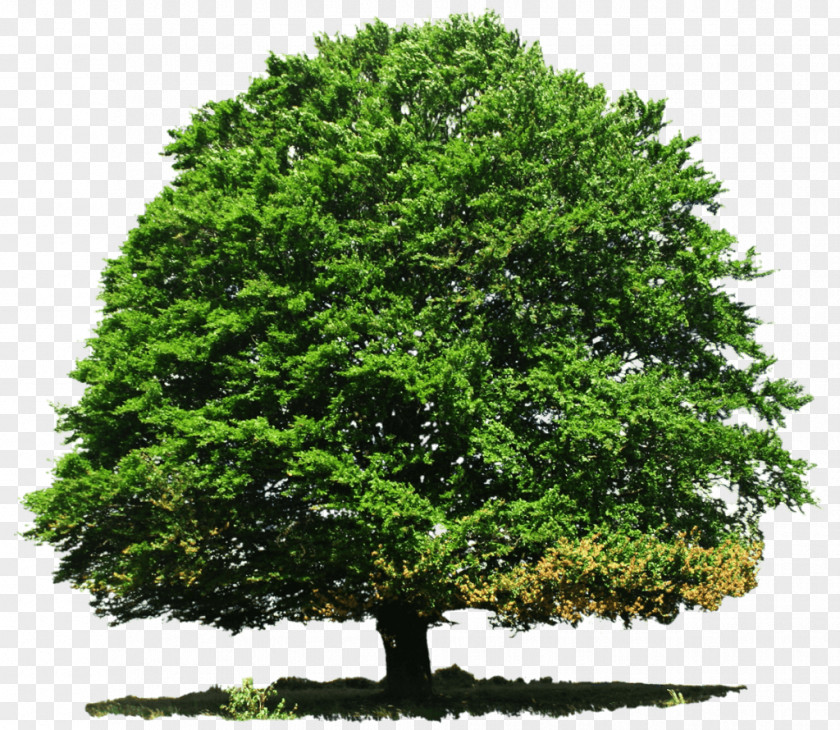 Tree Deciduous PNG