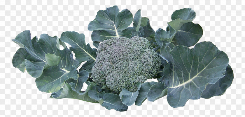 A Broccoli Collard Greens Vegetable PNG