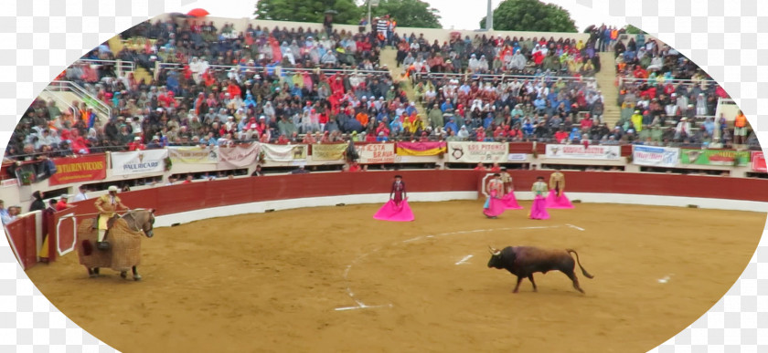 Bull Bullfighting Bullring Bullfighter Arena PNG