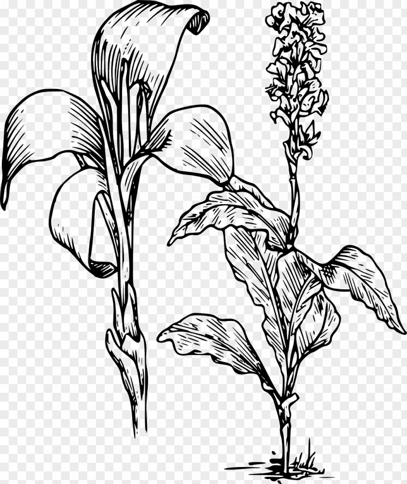 Daffodil Arum-lily Canna Indica Flower Tiger Lily Clip Art PNG