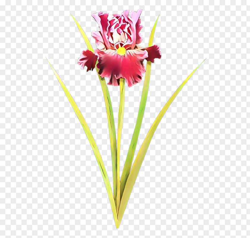 Flower Cut Flowers Plant Pink Petal PNG