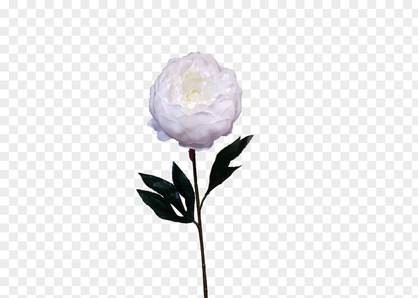 Peony Material Artificial Flower Cut Flowers Plant Stem PNG