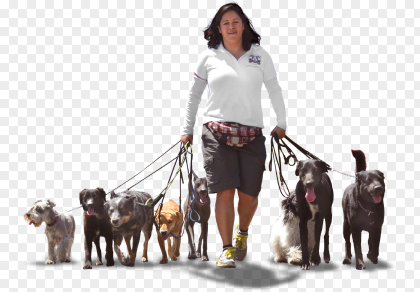 Perros Dog Breed Akita Walking Pet Leash PNG