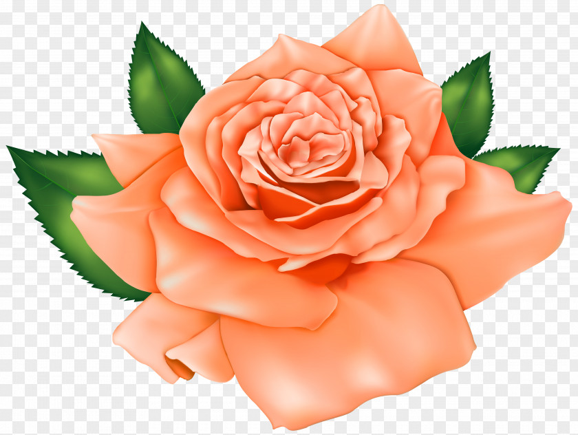 Rose Orange Clip Art PNG