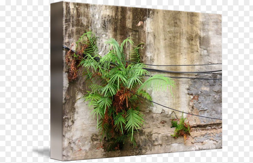 Tree Flowerpot Herb PNG