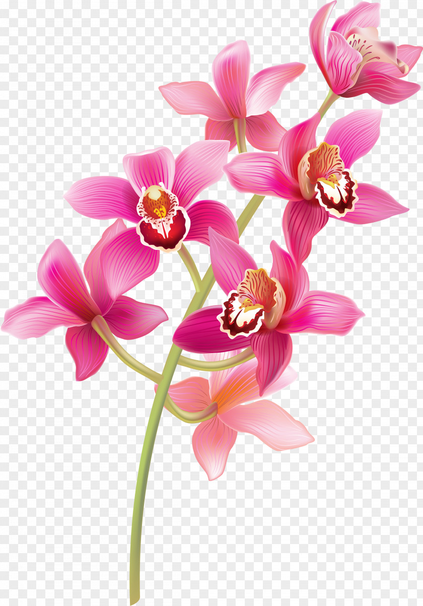 Cattleya Spathoglottis Pink Flower Cartoon PNG