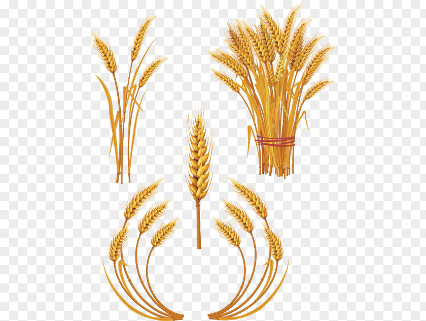 Rice Wheat Royalty-free Ear Clip Art PNG