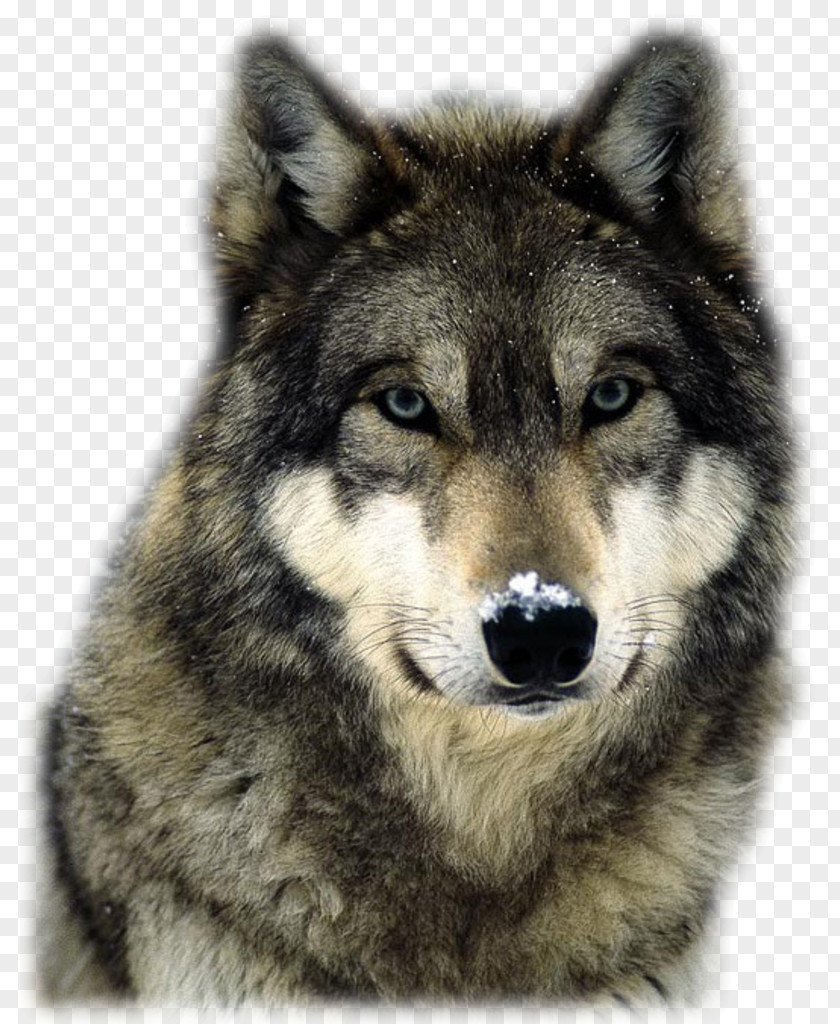 Wolf Arctic Pack Territory Red PNG