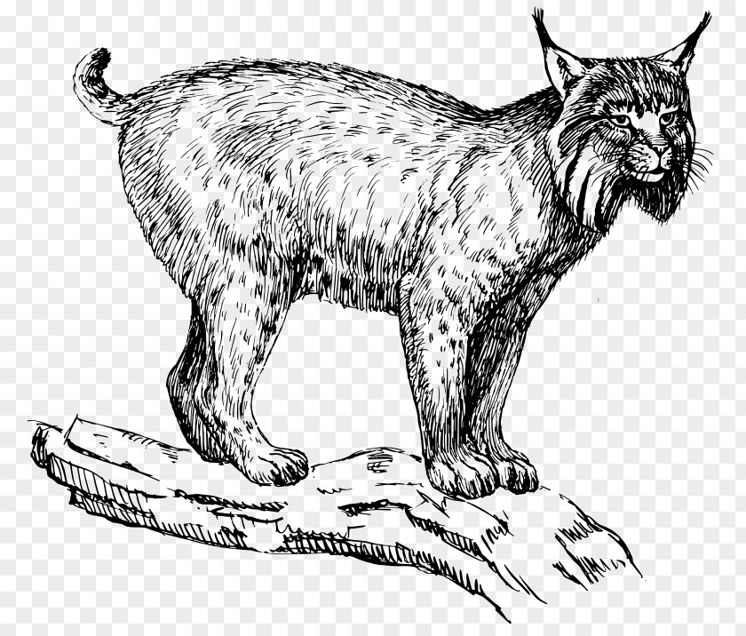 Lynx Eurasian Wildcat Felidae Clip Art PNG