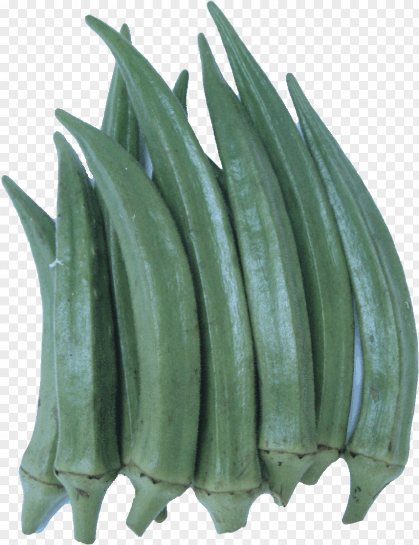 Okra Plant Green Leaf PNG