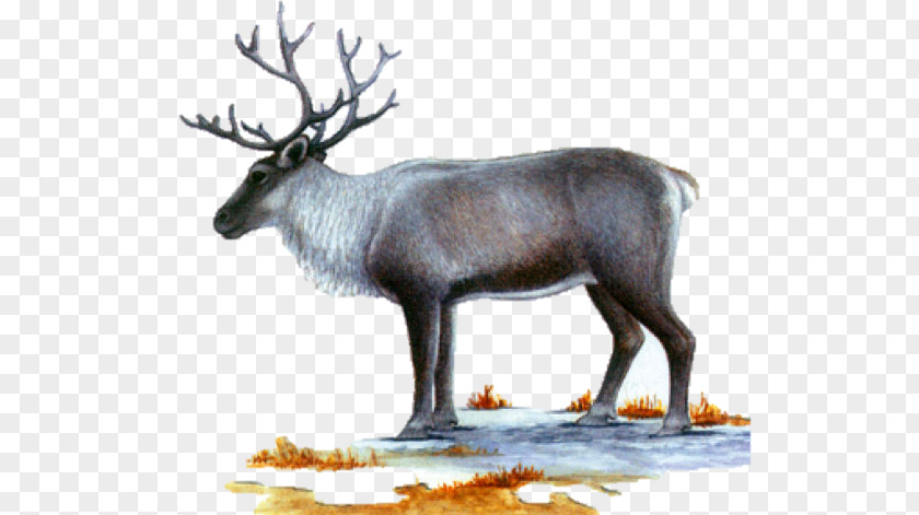 Reindeer Elk Musk Deers Antler PNG