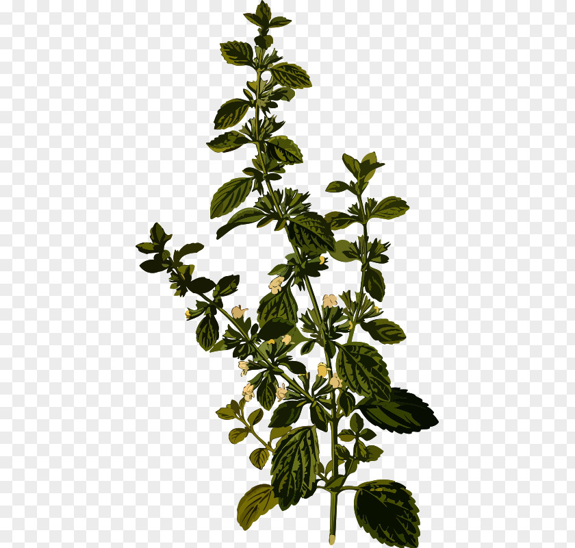 Tea Lemon Balm Herb Carmelite Water Officinalis PNG