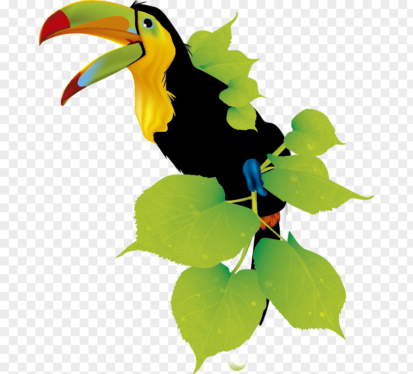 TUCAN Toucan Responsive Web Design Hornbill PNG