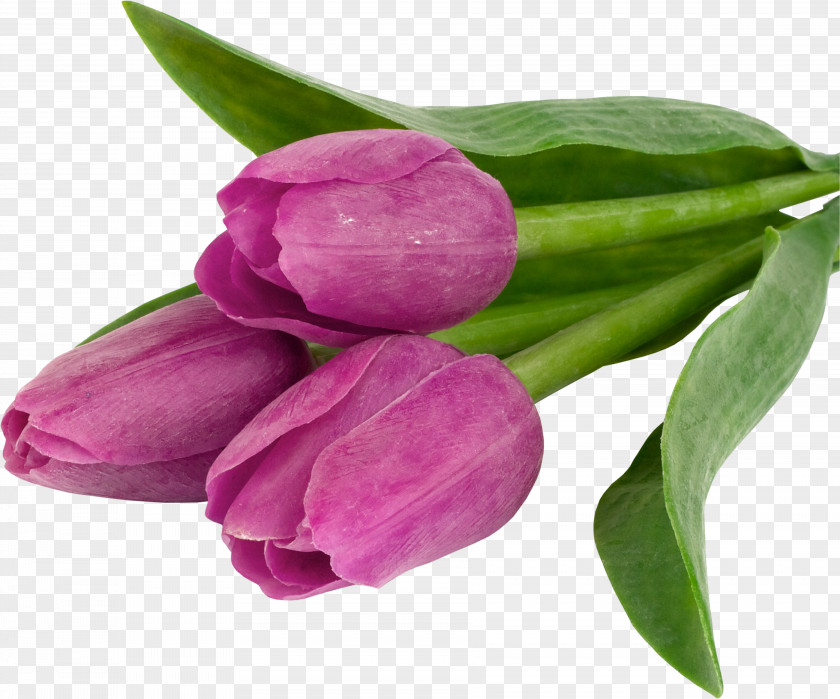 Tulip Flower Desktop Wallpaper Mobile Phones High-definition Television PNG
