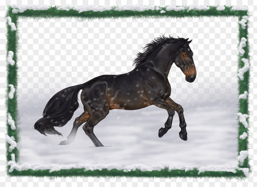 Beautiful Horse Stallion Mustang Mare Pony Bridle PNG