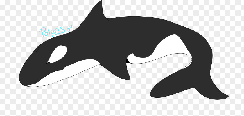 Cat Dolphin Killer Whale Shark Clip Art PNG