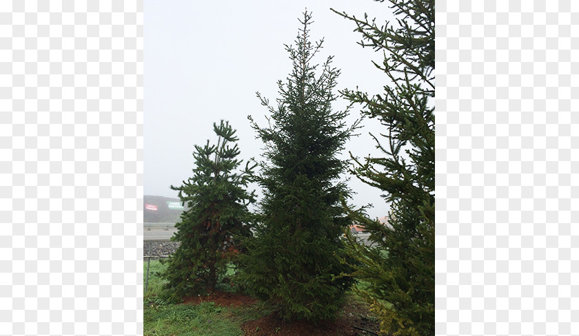 Norway Spruce Fir Pine Larch Tree PNG