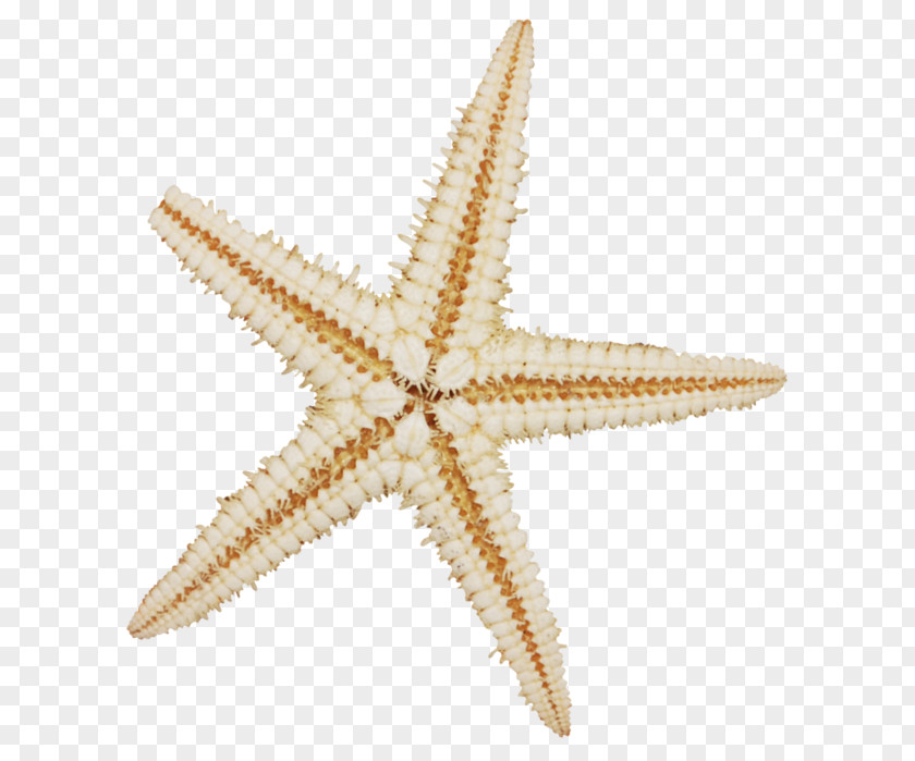 Starfish Mollusc Shell Sea Echinoderm Sand PNG