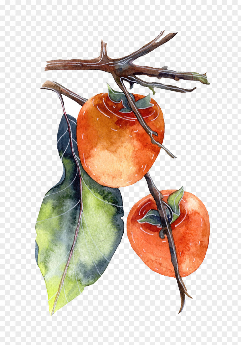 Watercolor Hanging In The Branches Of A Persimmon Painting Poster Illustration PNG