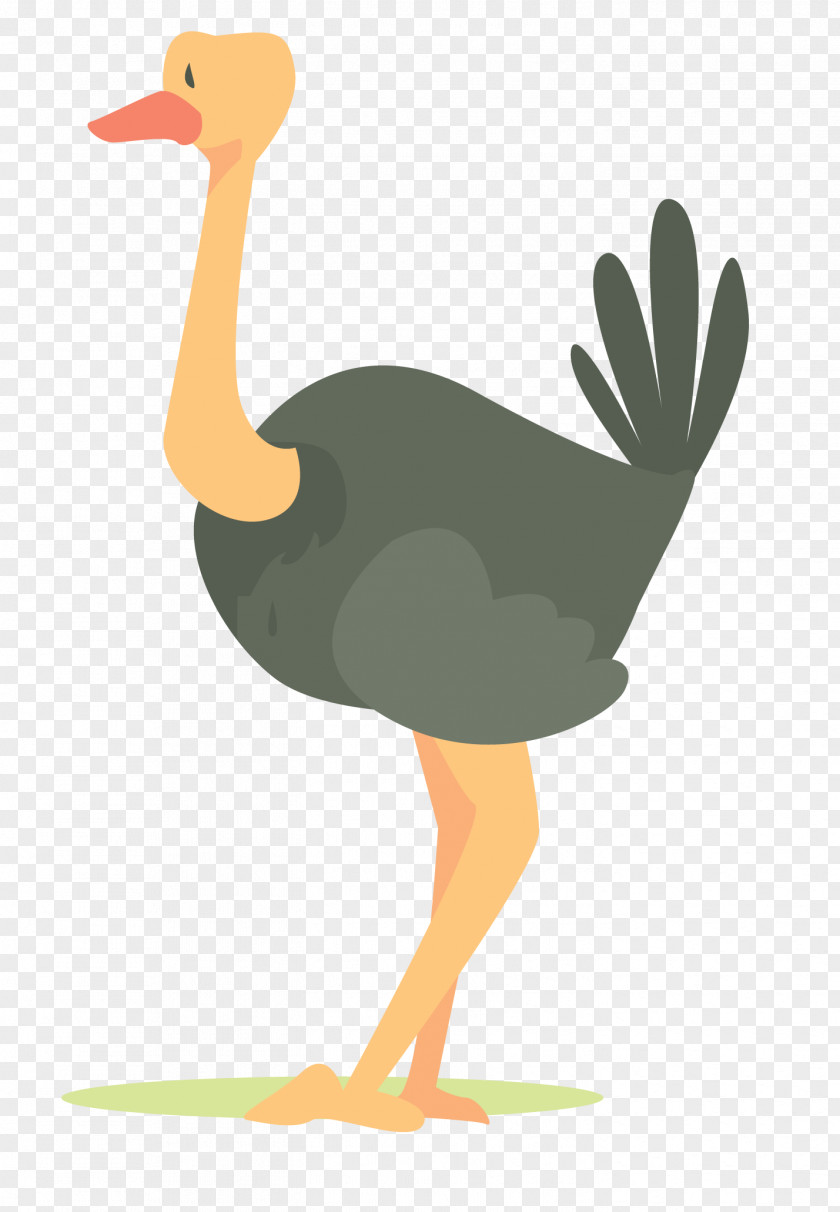 African Ostrich Common Bird Clip Art PNG