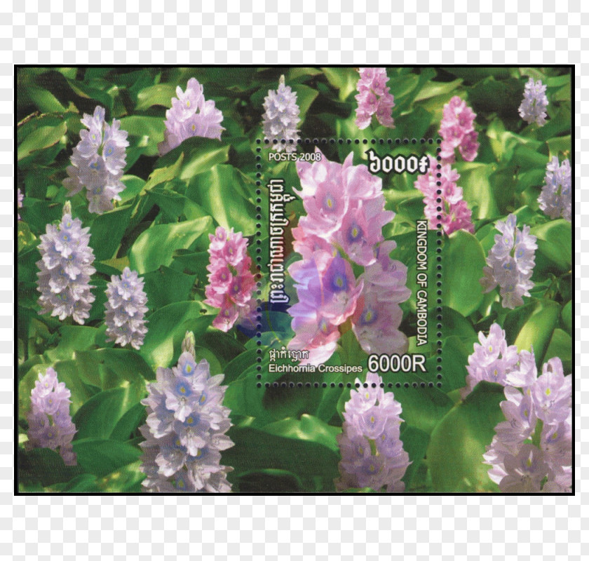 Alternanthera Reineckii Postage Stamps Poppy Lavender Herbaceous Plant Hyssopus PNG