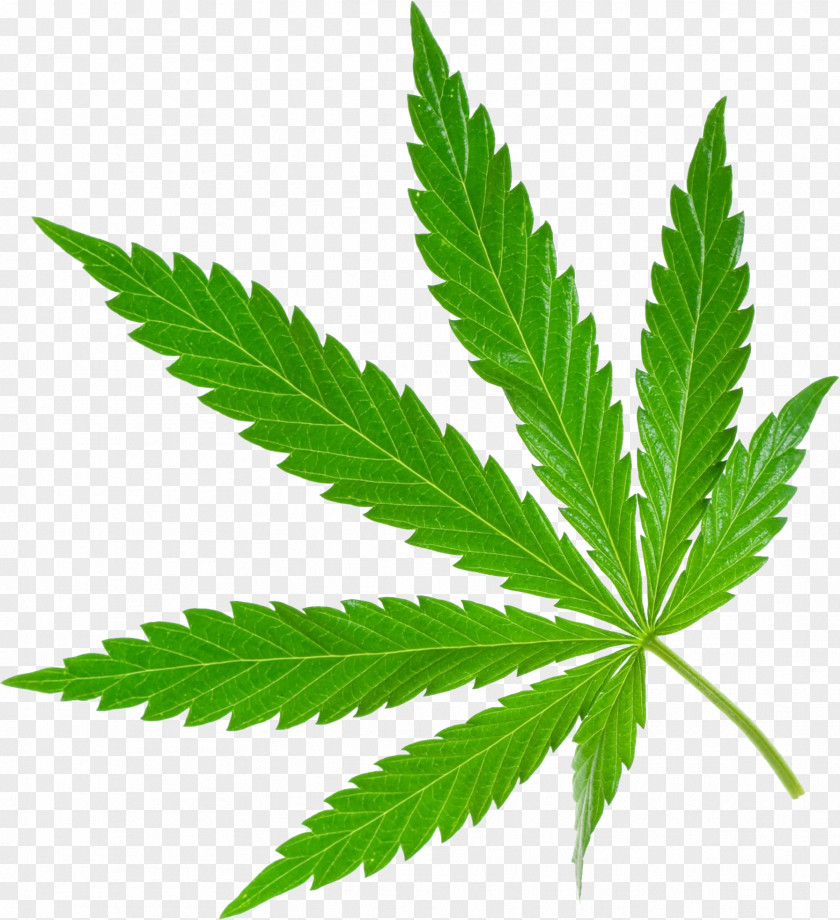 Cannabis PNG clipart PNG