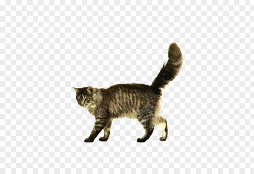 Gray Cat Walking No Year Of The Kitten Dog Clip Art PNG