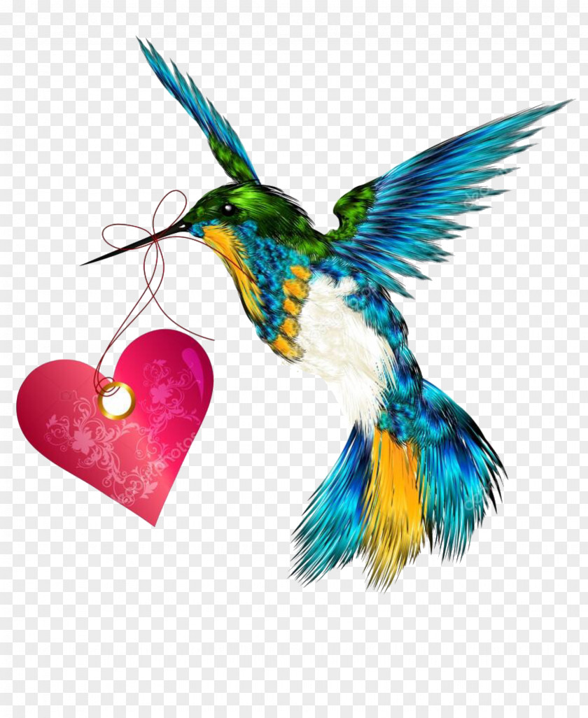 Hummingbird Symbol Vector Graphics Illustration Image Drawing PNG