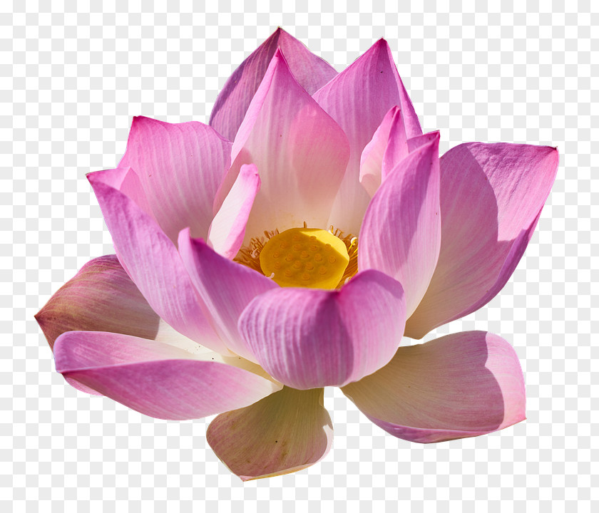 Lotus WHITE Nelumbo Nucifera Clip Art PNG