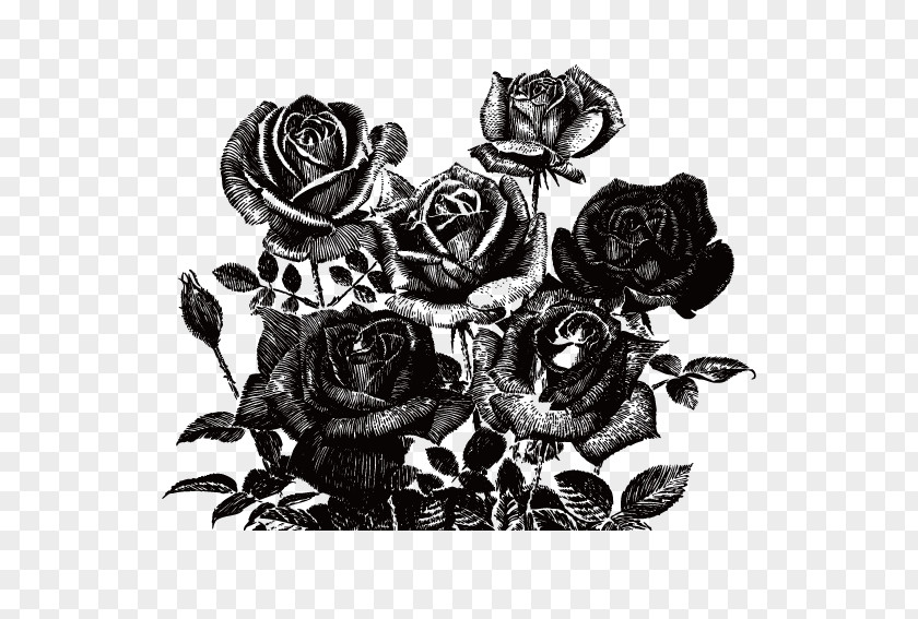 Black Rose Painting Clip Art PNG
