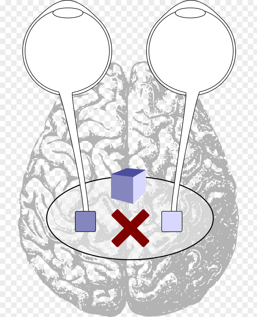 Brain Cerebral Hemisphere Lobes Of The Human Cerebrum PNG