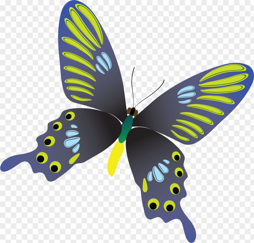 Butterfly Insect Clip Art PNG