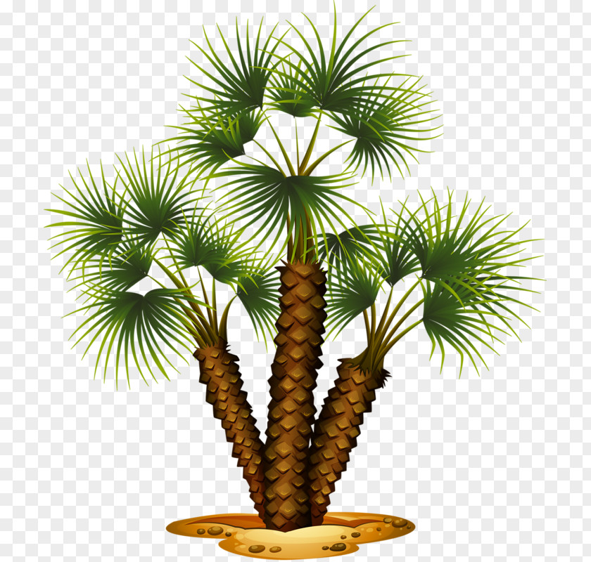 Coconut Tree Background Royalty-free Stock Photography Illustration PNG