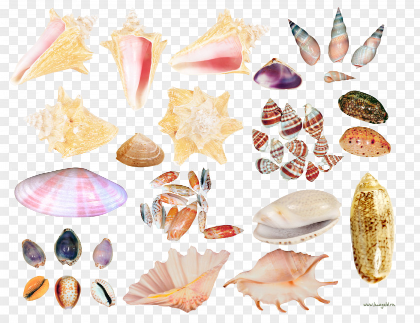 Creative Scallops Conch Collection Seashell Clip Art PNG