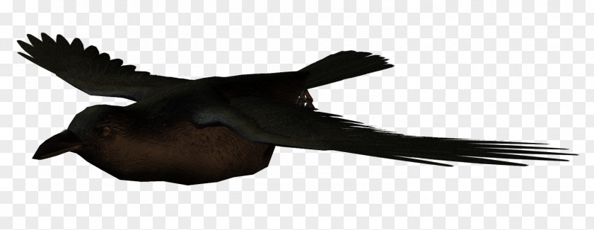 Crow Crows Bird Flight Swallow PNG