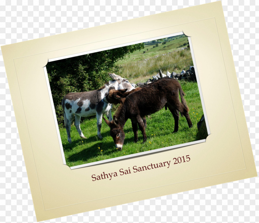 Early Autumn Horse Donkey Cattle Fauna Picture Frames PNG