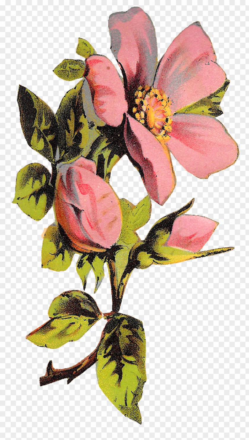 Flower Cabbage Rose Floral Design Clip Art PNG