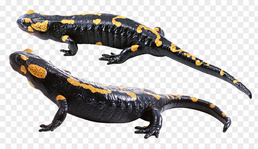 Lizard Lungless Salamander Barton Springs PNG